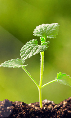 led grow light application-1