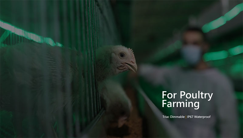 led-strip-lights-for-poultry-farming